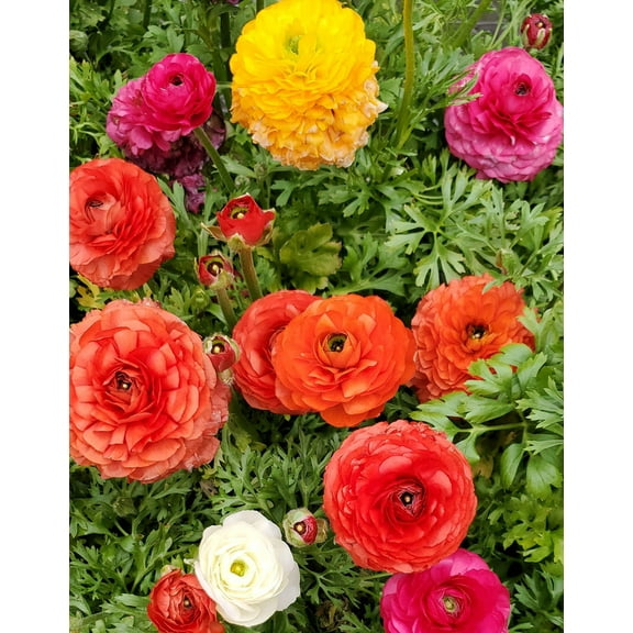 Mixed Ranunculus - 30 bulbs