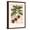 Brown Frame, variant on Art.com Botanical Drawing of Coffee Plant Art Print, 12" x 18"