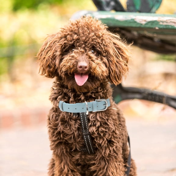 ETHZZLE Dog Collars Comfy Pet Neck Circle Blue PU Material 1Pcs