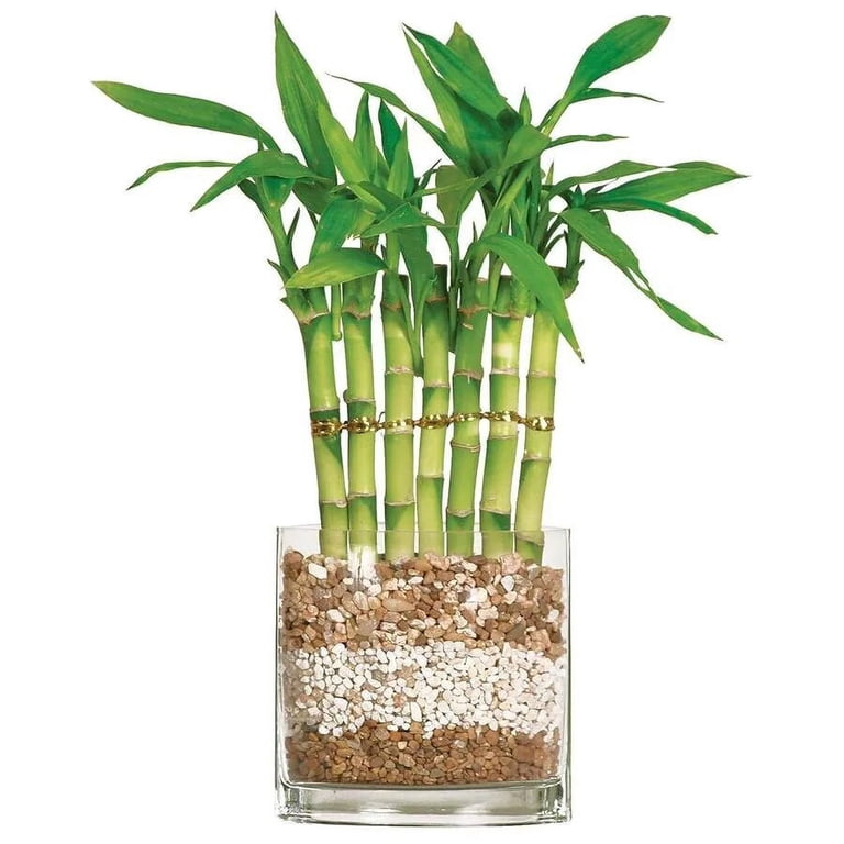 Canton Aquatics Lucky Bamboo Plant Dracaena Sanderiana - All Natural & Organic Live Aquatic Plant - Easy to Care (Straight, Pack of 1) Buy2 Get1 Free