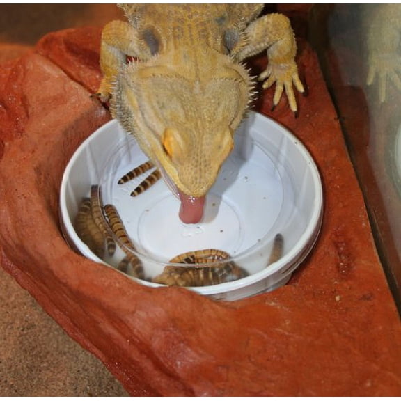 Large Worm Feeder Ledge Mojave - Magnetic Decor