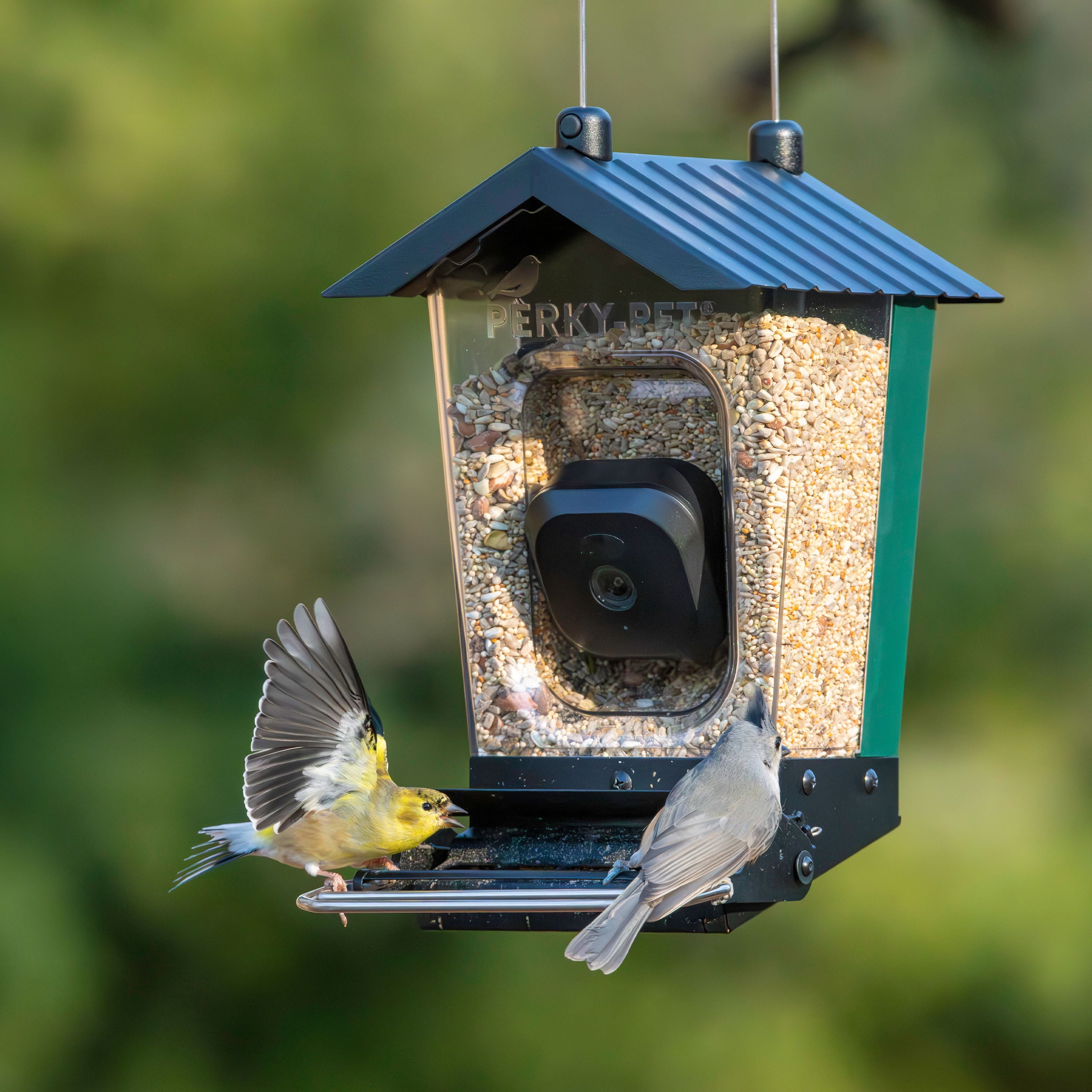 Perky-Pet 3.5lb Smart Camera Squirrel-Resistant Bird Feeder