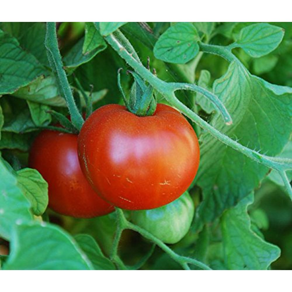 Tomato Sub Arctic Plenty Great Heirloom Garden Vegetable 25 Seeds