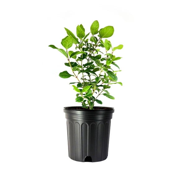 Viburnum Spring Bouquet  2 Large Gallon Size Pots  Viburnum Tinus  Compact Evergreen Shrub with Fragrant Blooms  Ideal for Hedges & Borders