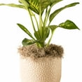 thumbnail image 3 of Proflora Preserved Green Spanish Moss, Natural 530 CU in - Floral Arranging Supplies, 3 of 7