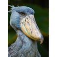 thumbnail image 2 of Fitzharris, Tim 11x14 Black Ornate Wood Framed with Double Matting Museum Art Print Titled - Shoe-billed Stork II, 2 of 4