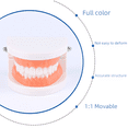 thumbnail image 2 of Modelo dental para práctica estética, modelo dental pequeño, modelo de enseñanza de cepillado de dientes para jardín de infantes, modelo oral, 2 of 2