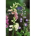 thumbnail image 2 of Rotenberg, Nancy 13x18 White Modern Wood Framed Museum Art Print Titled - Pennsylvania Foxglove and delphinium on fence, 2 of 4