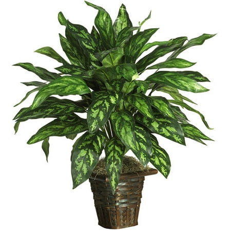 Silver King with Basket Silk Plant