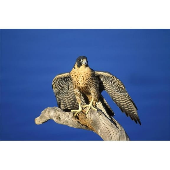 Peregrine Falcon On Perch Poster Print