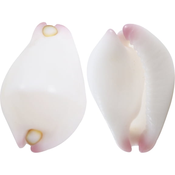 100 Vericosus Calprunis Shells 1-1.25" (Set of 100)