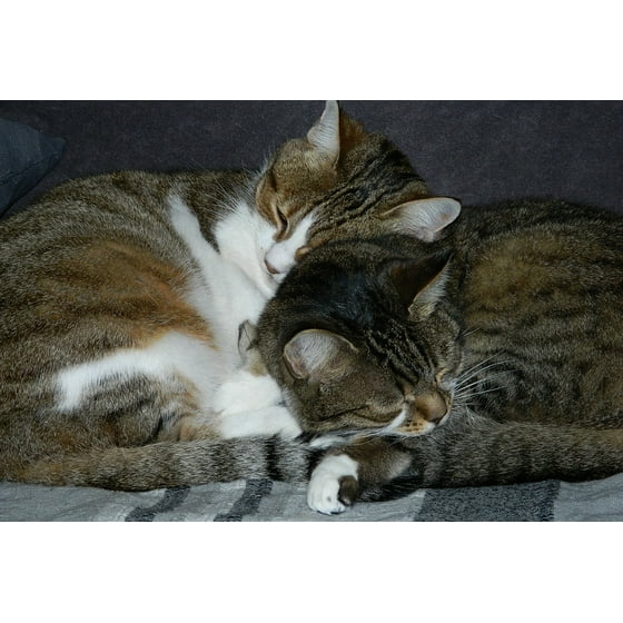 Framed Art For Your Wall Mother And Daughter Close Up Cats Animals Framed Art For Your Wall Mother And Daughter Close Up Cats Animals 10x13 Frame Com