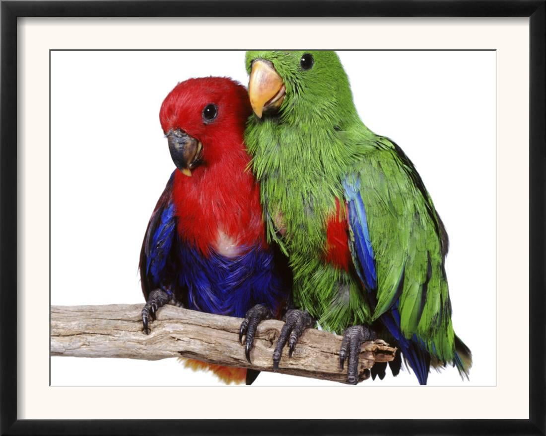 Eclectus Parrots Animal Paintings HD Print on Canvas Home Decor Wall Art Picture 