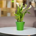 thumbnail image 3 of DecoPots - 6.5 Inch - Self Watering Planter - Indoor Flower Pot for All House Plants, Flowers, Herbs Diameter 6.5", Green - Black, 3 of 9