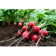 thumbnail image 2 of 2000 Seeds CHERRY BELLE RADISH Raphanus Sativus Vegetable Seeds, 2 of 9
