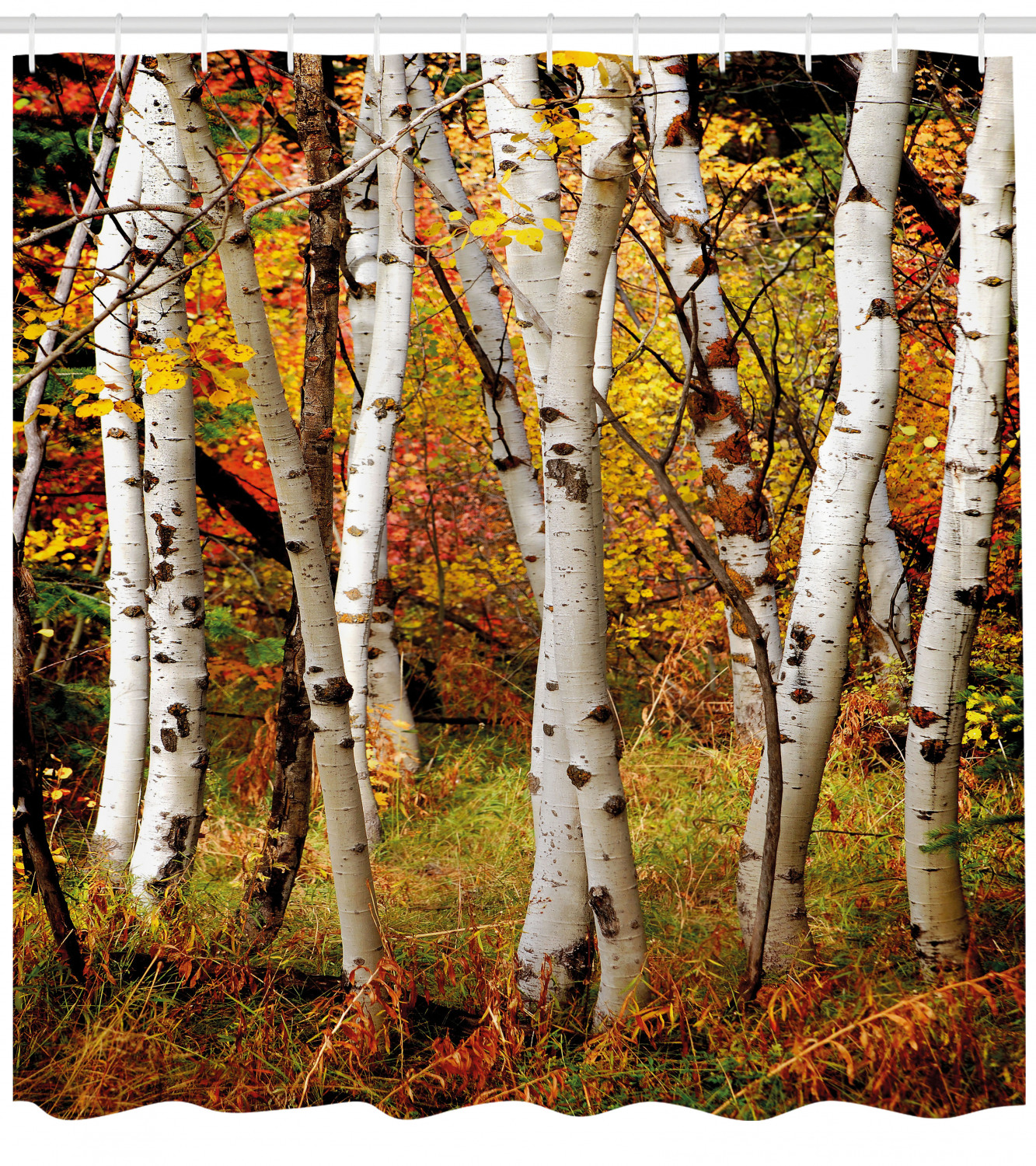 Fall Shower Curtain, White Fall Birch Trees with Autumn Leaves Growth