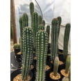 thumbnail image 5 of Pachycereus pecten-aboriginum, 5 of 5