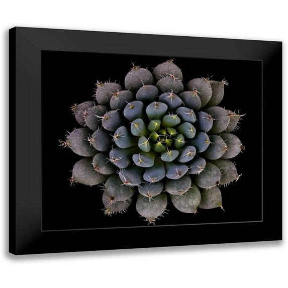 Mozqueda, Victor 17x15 Black Modern Framed Museum Art Print Titled - Echeveria setosa var. deminuta