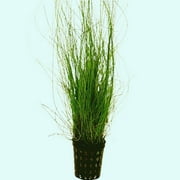 Hairgrass (Eleocharis Vivipara) (Rooted In 2" Plastic Pot) Live Aquarium Plants BUY2 GET1 FREE