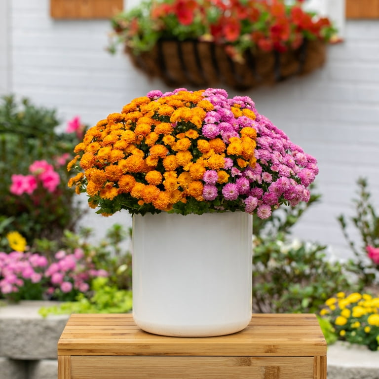 Containers Made Easy 3QT Orange Purple Hardy Chrysanthemum Live