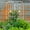 Cream White, variant on 4 Pack Metal Garden Trellis 86.7" x 19.7" Rustproof Trellis for Climbing Plants Outdoor Roses Vine Cucumbers Vegetables Flower Support, Cream White
