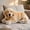 74#Colorful, variant on Irregular Custom Photo Pillow, Soft Comfortable Filling, Wear Resistant Deformation Proof Fabric, Personalized Print Throw Pillow For Sofa, Bed, Car, Office And Home Decor