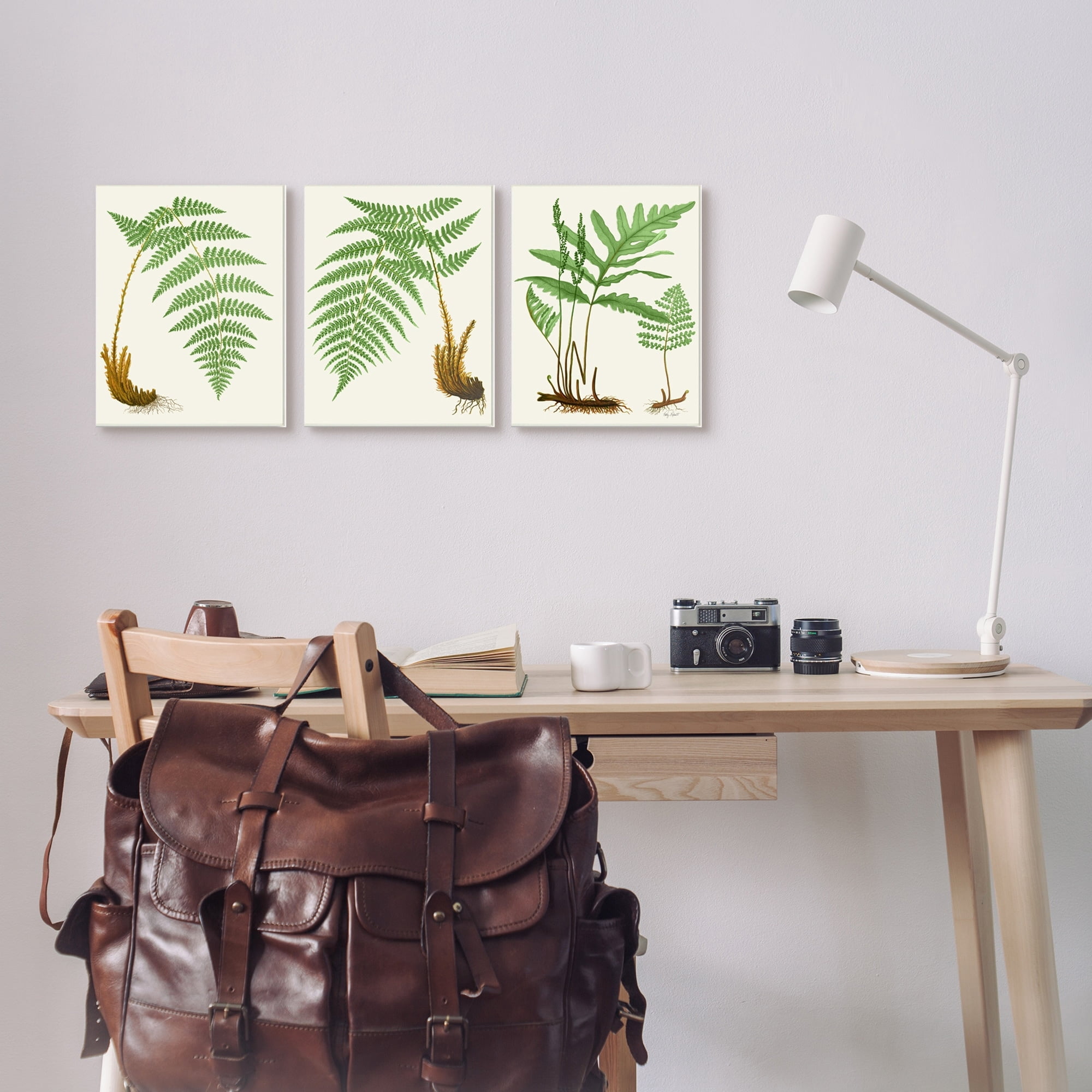 Stupell Industries Vegetation Latin Study Botanical Fern Plants Nature Graphic Art Unframed Art Print Wall Art, Set of 3, Design by Patty Rybolt