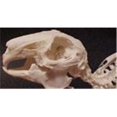 thumbnail image 1 of Squelette de Lapin, 1 of 1