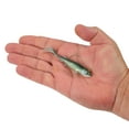 thumbnail image 4 of Berkley PowerBait® Minnotator, 3.5 in, HD Emerald Shiner, 4 of 5