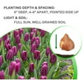 thumbnail image 6 of Spring Lavender Trophy Tulips, 10 Bulbs - Purple Flowers - Attracts Bees & Butterflies - Spring Blooming, Easy to Grow & Maintain, 6 of 6