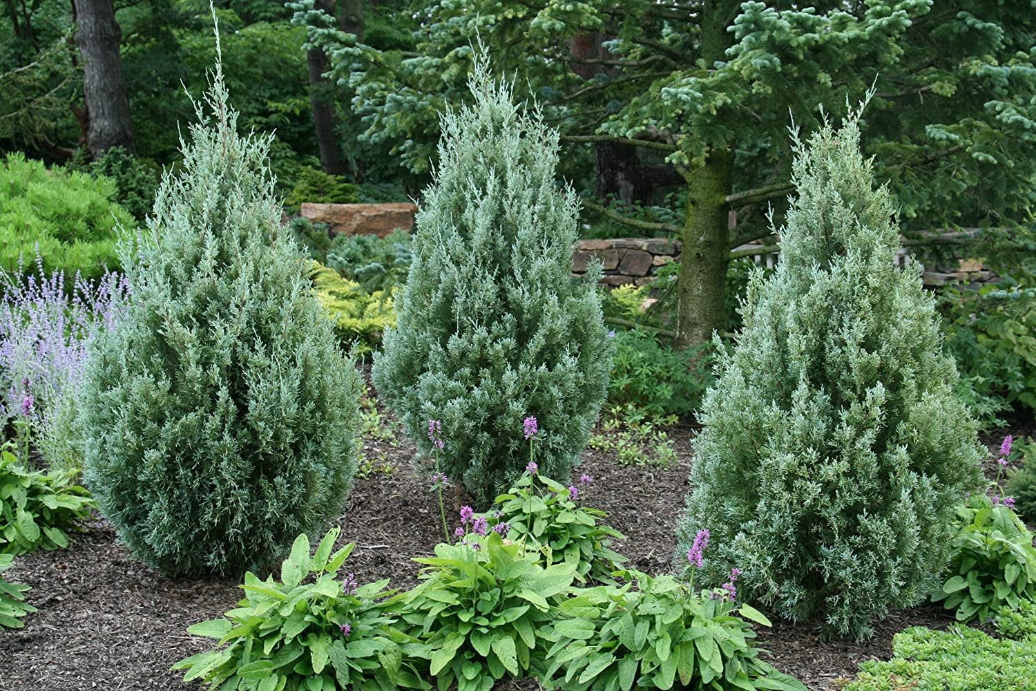 Wichita Blue Juniper  3 Live Gallon Size Trees  Juniperus Scopulorum  Evergreen Screening Hedging Plant