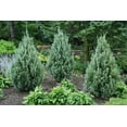 thumbnail image 3 of Wichita Blue Juniper  2 Live Gallon Size Trees  Juniperus Scopulorum  Evergreen Screening Hedging Plant, 3 of 8