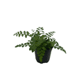 thumbnail image 2 of Austral Gem Fern - 4" Pot - Asplenium dimorphum -, 2 of 4