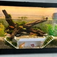 thumbnail image 6 of Long Aquarium Fish Tunnel Cave Decoration, Two Hole Plastic Hideaway Shelter For Betta Fish Shrimp Small Aquatic Pets Viewing Tube Aquascaping Ornament Tank Landscape Decor, 6 of 6