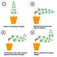 thumbnail image 3 of Plant Bender Low Stress Training (LST) to Replace Plant Trellis, 3 of 7
