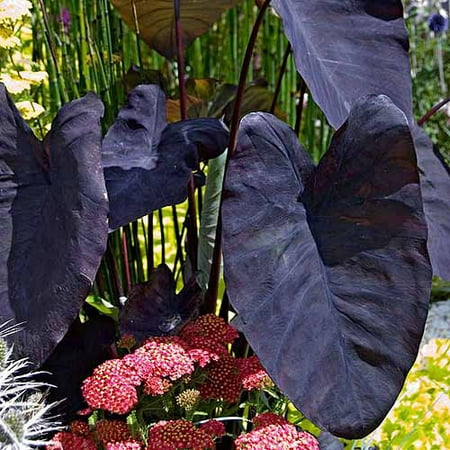 Bloomsz Colocasia esculenta Black Magic Elephant Ear Bulb, 1 pk