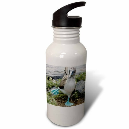 

Ecuador Galapagos Islands Blue-footed Booby - SA07 CMI0902 - Cindy Miller Hopkins 21 oz Sports Water Bottle wb-86141-1