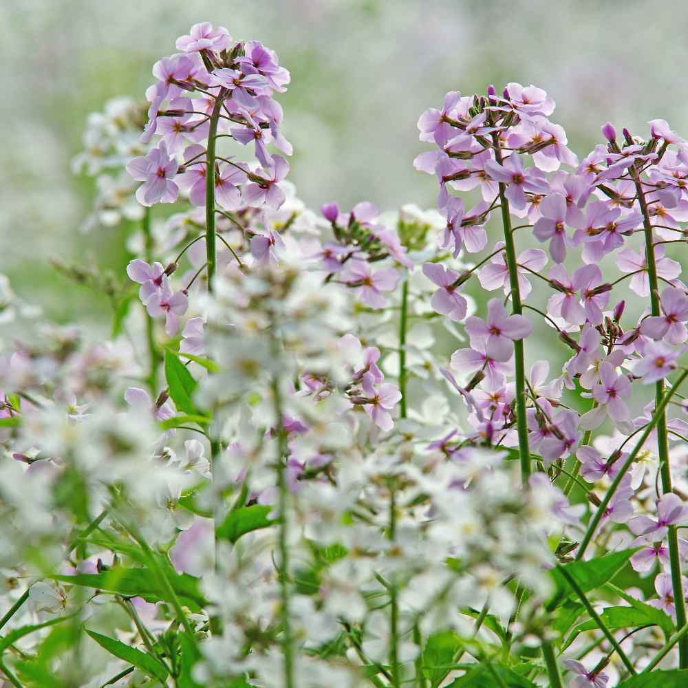 Outsidepride Dame's Rocket Seed - 1 LB