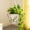 Vintage White, variant on EFISPSS 6" Self-Watering Ceramic African Violet Pots – White Gradient | Minimalist Home Decor