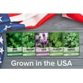 Culinary Herb Seeds For MMF7 Planting Indoors and Outdoors Packets
