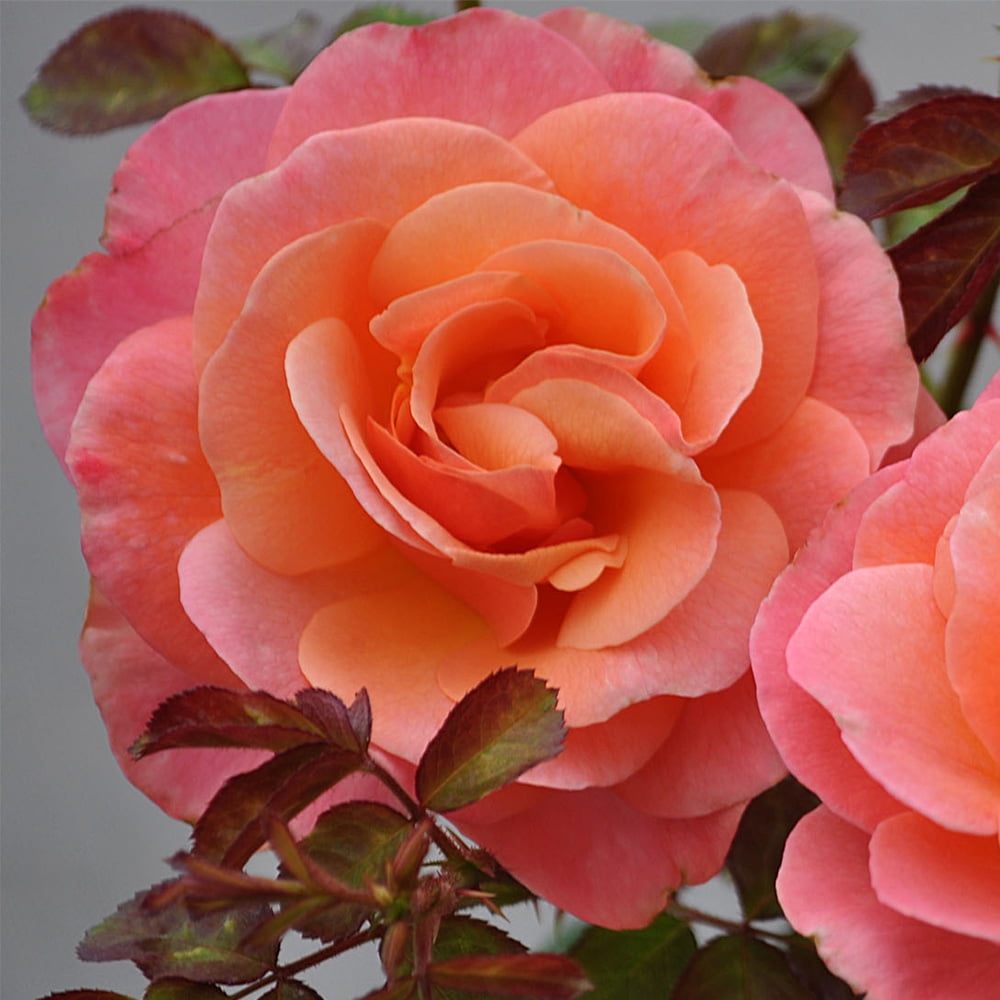 OwnRoot One Gallon Colorific™ Floribunda Rose by Heirloom Roses