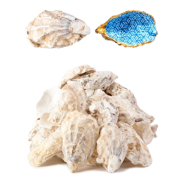 ¿Letravagance 20 piezas de conchas de ostras para manualidades? ¿Concha de ostra grande de 3 a 4 pulgadas para manualidades? ¿Conchas de ostra para Navidad? ¿Pintura? ¿Temas de playa? Conchas caseras