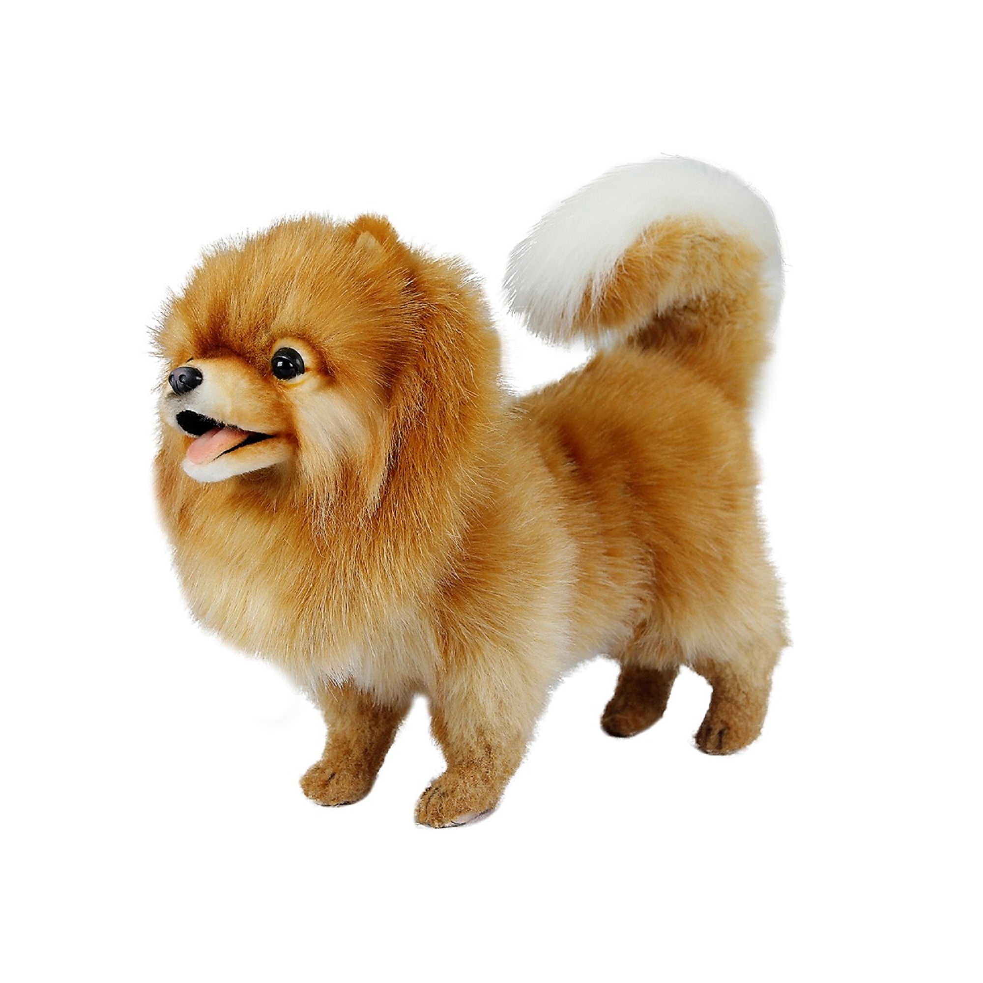 hansa pomeranian
