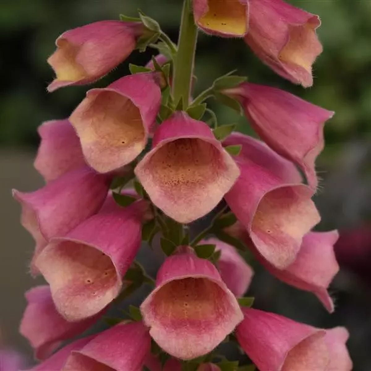 Expert Gardener 2.5 Quart Multicolor Digitalis Foxglove Perennial Outdoor Live Plants Partial Sun