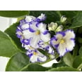 thumbnail image 4 of Optimara African Violet - 4" Pot - Best Blooming Violet in the World!, 4 of 4