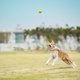 thumbnail image 5 of Cuerda de tracción para mascotas, cuerda de entrenamiento al aire libre, cuerda de tracción, cuerda de entrenamiento de 5 m de largo., 5 of 5