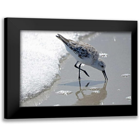 Nawrocke, Bruce 14x11 Black Modern Framed Museum Art Print Titled - Sandpiper II