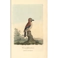 thumbnail image 2 of Eurasian Jay Corvus Glandarius Garrulus Glandarius Poster Print By ?? Florilegius Mary Evans, 2 of 4