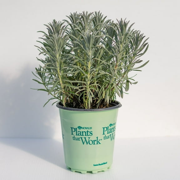 SENSATIONAL Lavender Live Plants, Purple, 18-24 Inches