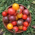 thumbnail image 3 of GSDWIUEW 50+ Rainbow Blend CherryTomato Seeds-All Seeds, 3 of 6